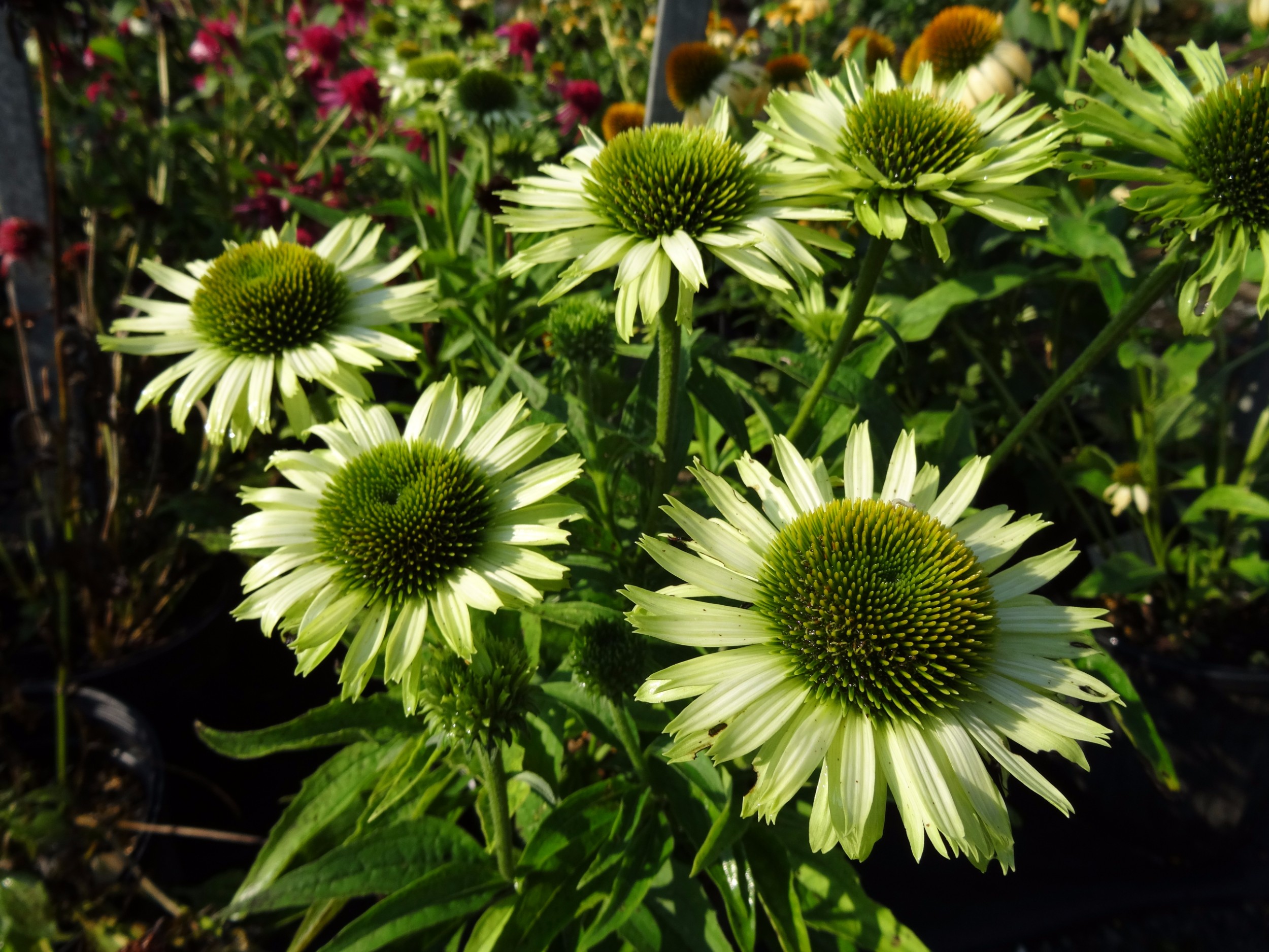 purpurea Green Jewel.jpg